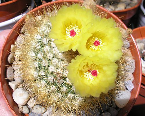 Parodia scopa